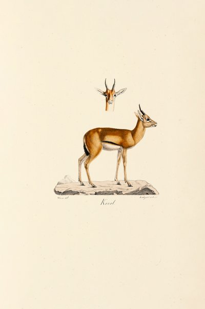 Dorcas Gazella alkotó: Jacques Christophe Werner