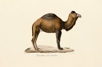 Dromedár teve, barna fajta alkotó: Jacques Christophe Werner