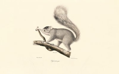 Keleti szürke mókus alkotó: Jacques Christophe Werner
