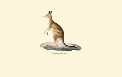 Keleti szürke kenguru (nőstény) alkotó: Jacques Christophe Werner