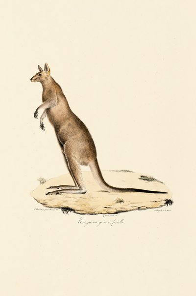  alkotó: Jacques Christophe Werner