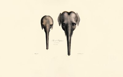 Elefántfejek összehasonlítása alkotó: Jacques Christophe Werner