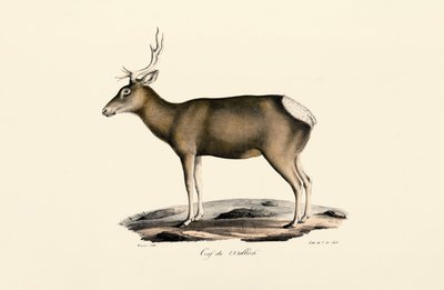 Elk - Hím alkotó: Jacques Christophe Werner