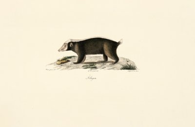Európai borz alkotó: Jacques Christophe Werner
