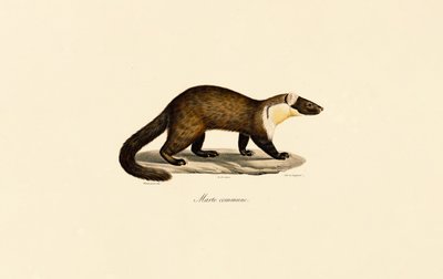  alkotó: Jacques Christophe Werner