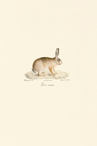 Európai nyúl alkotó: Jacques Christophe Werner