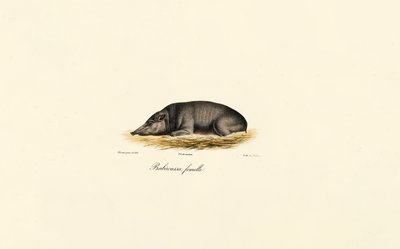 Női Babirusa alkotó: Jacques Christophe Werner