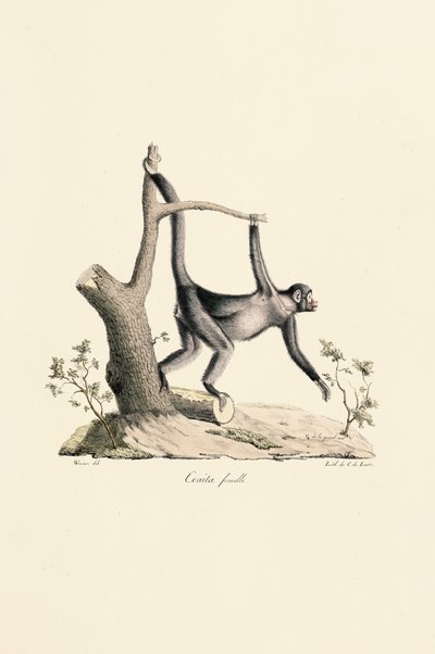 Nőstény fekete pók majom alkotó: Jacques Christophe Werner