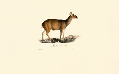 Nőstény indiai muntjac (Deer Hind) alkotó: Jacques Christophe Werner