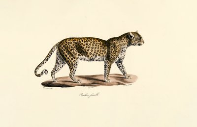 Nőstény leopárd alkotó: Jacques Christophe Werner