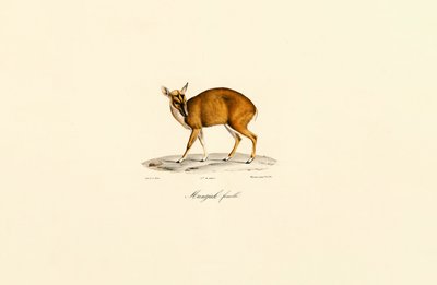 Nőstény muntjac alkotó: Jacques Christophe Werner