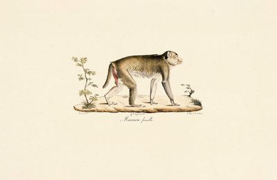 Nőstény éjszakai majom alkotó: Jacques Christophe Werner