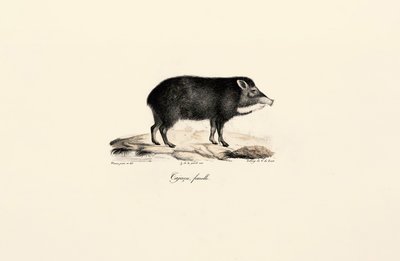  alkotó: Jacques Christophe Werner