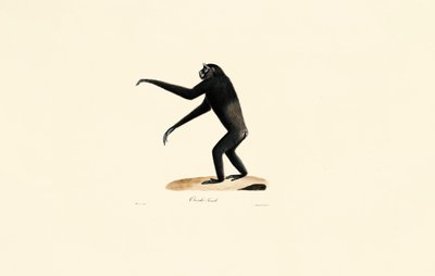 Női Siamang alkotó: Jacques Christophe Werner