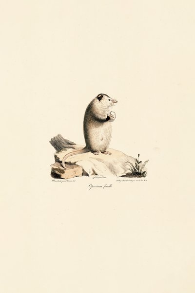  alkotó: Jacques Christophe Werner