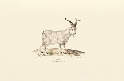 Négyszarvú házi kecske alkotó: Jacques Christophe Werner