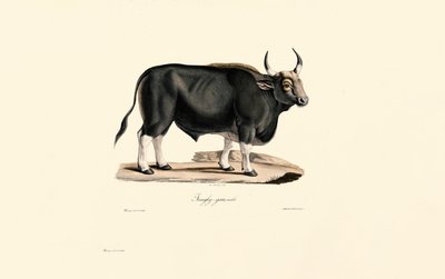  alkotó: Jacques Christophe Werner