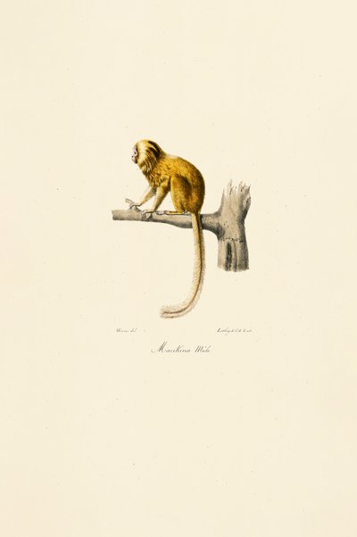  alkotó: Jacques Christophe Werner