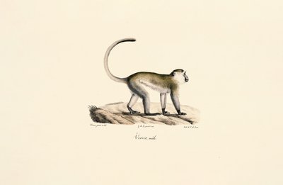 Zöld majom (Chlorocebus sabaeus) alkotó: Jacques Christophe Werner