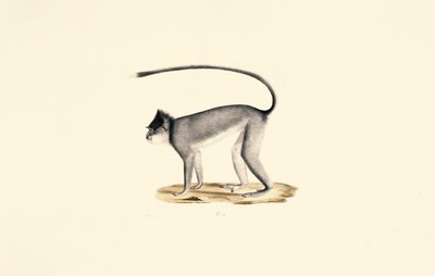 Hanuman Langur alkotó: Jacques Christophe Werner