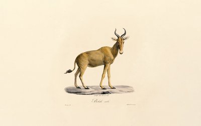  alkotó: Jacques Christophe Werner