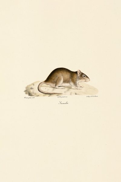  alkotó: Jacques Christophe Werner