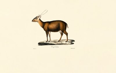 Indiai muntjak (Cerf Cochon) alkotó: Jacques Christophe Werner