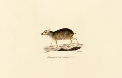 Jávai egérszarvas (hím) alkotó: Jacques Christophe Werner