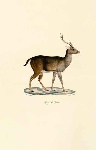 Jáván Rusa alkotó: Jacques Christophe Werner