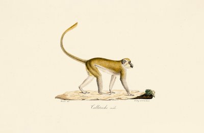  alkotó: Jacques Christophe Werner