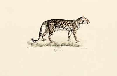 Leopárd, hím alkotó: Jacques Christophe Werner