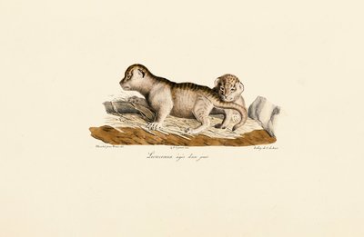 Oroszlánkölykök egynapos alkotó: Jacques Christophe Werner
