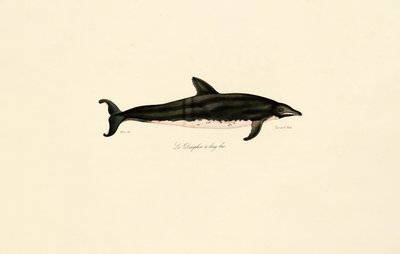 Hosszúszájú delfin alkotó: Jacques Christophe Werner