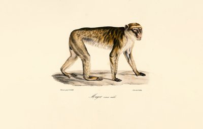 Hosszúfarkú makákó (hím) alkotó: Jacques Christophe Werner
