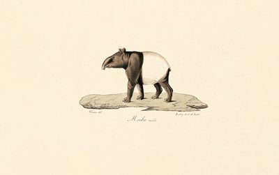 Maláj tapír alkotó: Jacques Christophe Werner