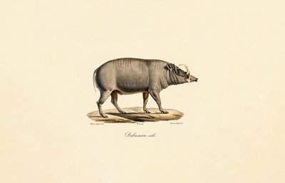 Férfi Babirusa alkotó: Jacques Christophe Werner