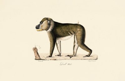 Gelada pávián hím alkotó: Jacques Christophe Werner