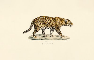 Hím Jaguár alkotó: Jacques Christophe Werner