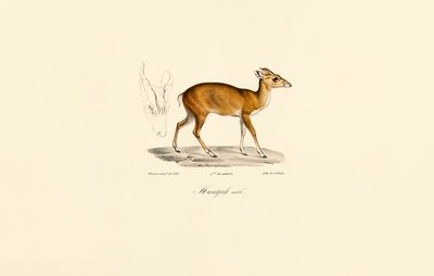 Hím Muntjac alkotó: Jacques Christophe Werner