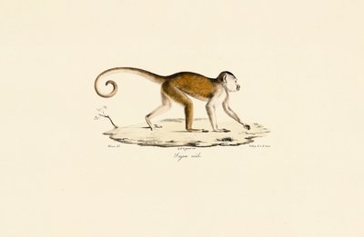 Hím bojtos kapucinus alkotó: Jacques Christophe Werner