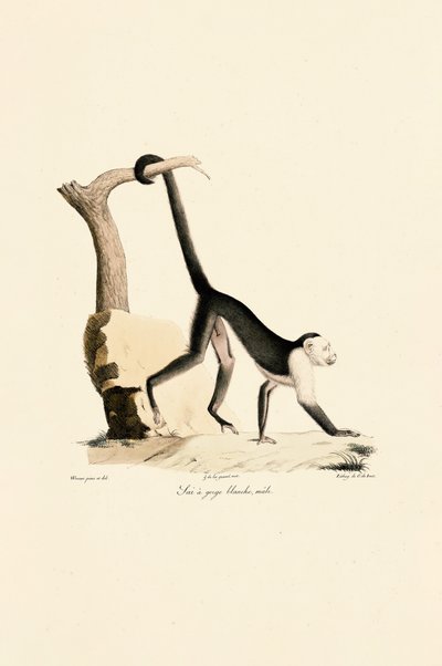  alkotó: Jacques Christophe Werner
