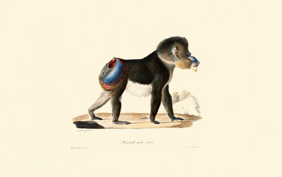 Mandrill alkotó: Jacques Christophe Werner