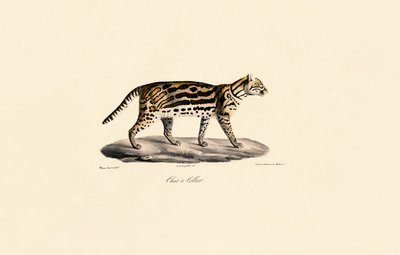 Margay Cat alkotó: Jacques Christophe Werner