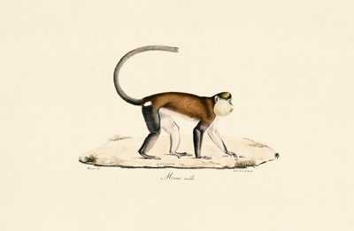 Mona Monkey alkotó: Jacques Christophe Werner