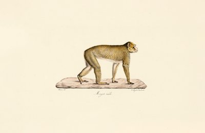 Mór makákó (hím) alkotó: Jacques Christophe Werner