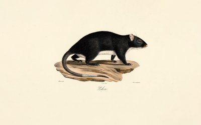 Pézsmapatkány alkotó: Jacques Christophe Werner