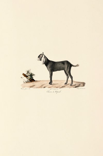  alkotó: Jacques Christophe Werner