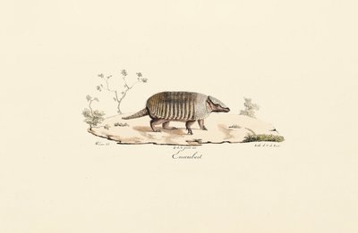 Kilenc sávos karvaly alkotó: Jacques Christophe Werner