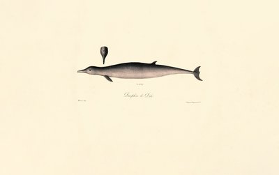 Északi palackorrú bálna alkotó: Jacques Christophe Werner