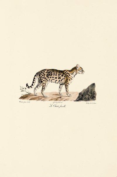 Ocelot, nőstény alkotó: Jacques Christophe Werner